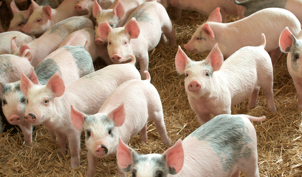 a group of pigs in a pen